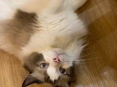 -滚猫咖啡·猫咖·猫友好撸猫(未来城店)