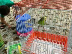 -美丽南方·老木棉匠园·团建烧烤·烤全羊