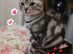 -喵zoo家庭繁育猫舍(尖东智能花园店)