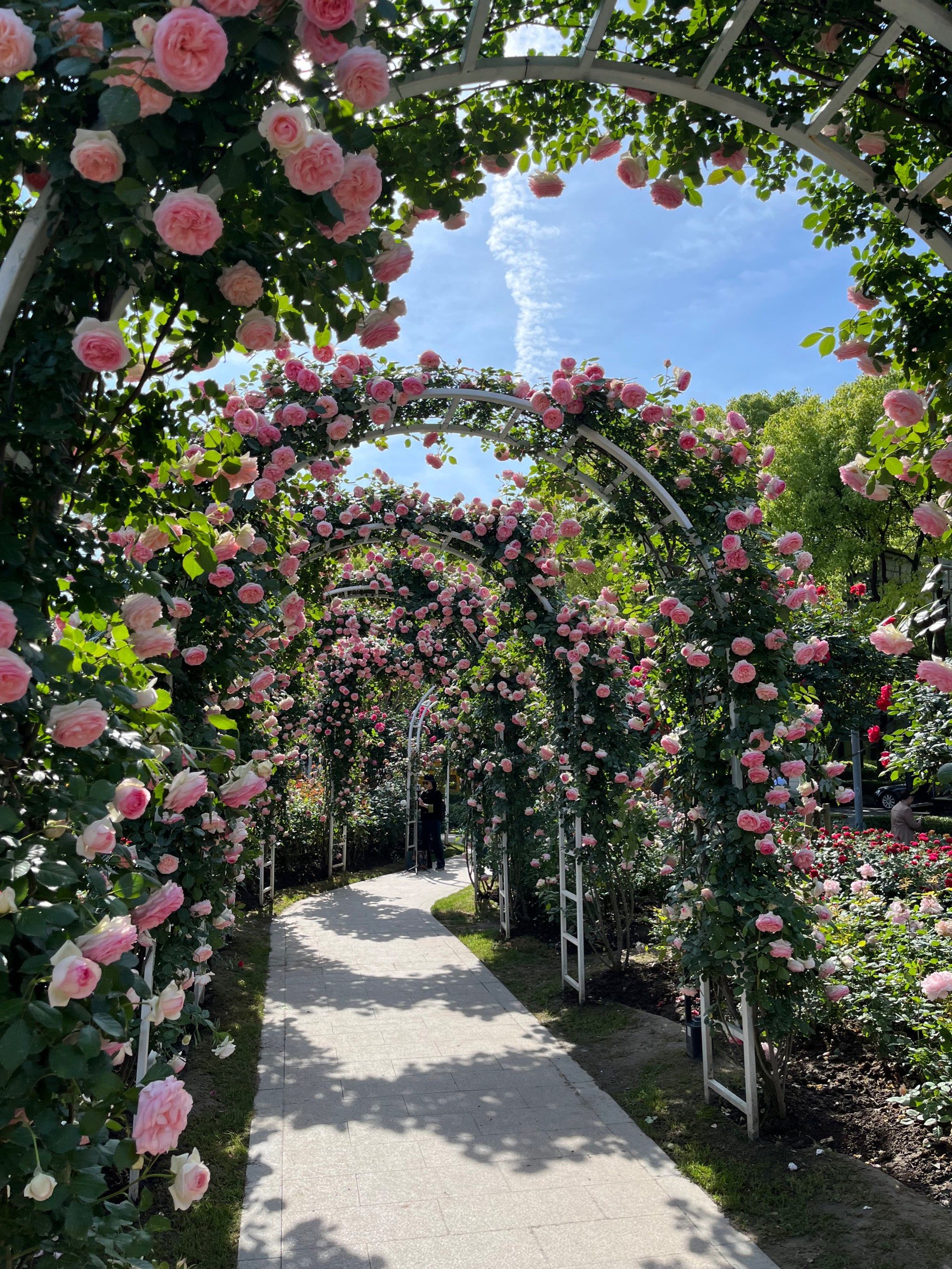 月季园盛开的季节