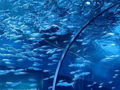 -海合安武汉极地海洋公园