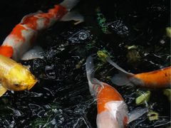 -T館·花园艺术餐厅