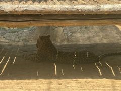 -石家庄市动物园