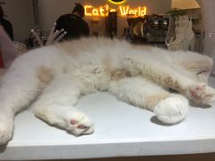 -猫域·湾主题猫咖·宠物吧(南坪城市广场店)
