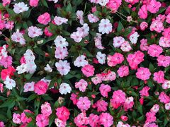 -松山湖梦幻百花洲