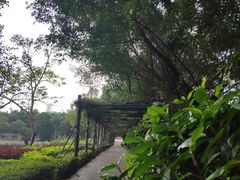 -大屏嶂森林公园