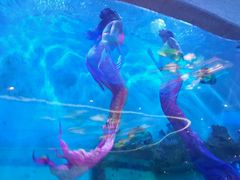 -瑞德姆美人鱼海底演艺主题餐厅(亚龙湾店)
