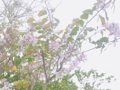 -王借岗森林公园