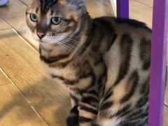 -Cappucimeow猫咪咖啡馆(韦伯时代店)