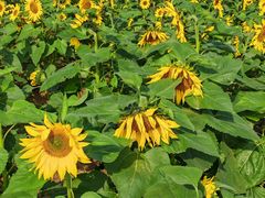 -汉长安城未央宫国家考古遗址公园