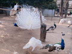-宿豫区运河湾森林动物园