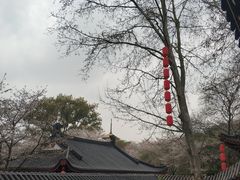 -高东镇樱花园