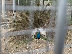 -大连天门山国家森林公园