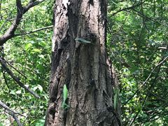 -鬼笑石后山停车场