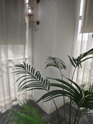 -AM半永久纹眉
