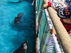 -秦皇岛乐岛海洋王国