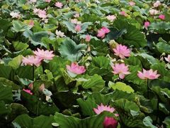 -荔湾湖公园
