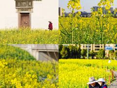 -桑洲油菜花景区