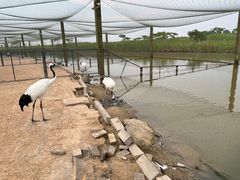 -盐城丹顶鹤湿地生态旅游区