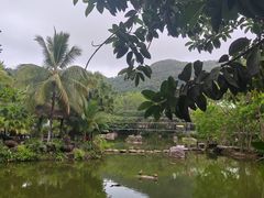 -呀诺达热带雨林