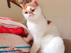 -瑞派长江宠物医院·猫科·外科·24小时夜护(谊城公寓分院)