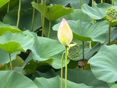 -莲花池公园