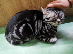 -藦茜花园宠物主题亲子互动体验馆(国顺东路店)