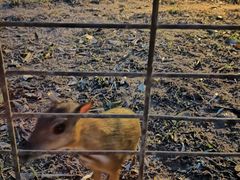 -清迈夜间动物园