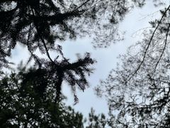 -重庆睡佛山森林公园