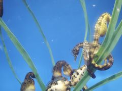 -海合安成都极地海洋公园