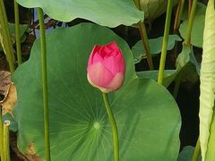 -大兴滨河森林公园