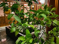 -北京古城老院厉晓麟精致菜