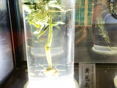 -广东中医药博物馆