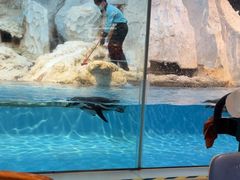 -帝企鹅自助餐厅•儿童岛•真企鹅(长隆企鹅酒店)