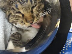 -小叮当动物医院·骨科·眼科