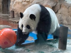 -成都动物园