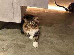 -more than meow吴止猫主题餐厅(承德 中船汇店)