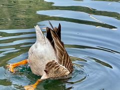 -靖西鹅泉风景区