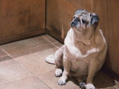 -Silly Dog Coffee(滨江店)