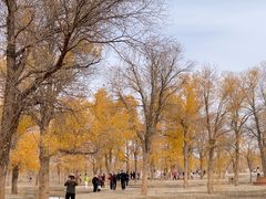 -金塔沙漠胡杨林景区