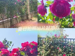 -慕斯荟