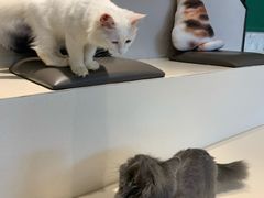 -飞行喵MR PILOT|猫舍·猫咖(静安大融城店)