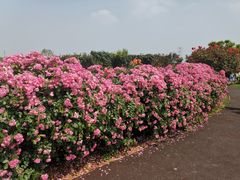 -上海辰山植物园