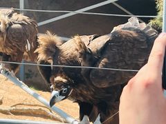 -西霞口神雕山野生动物世界