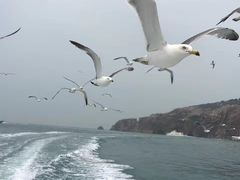 -海驴岛(荣成市)