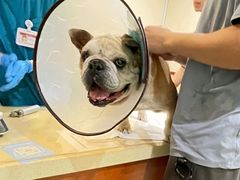 -艾贝尔宠物医院·24H转诊中心·肿瘤猫专科(江宁双龙店)