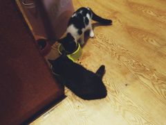 -万小咖.猫咖(中山路天虹店)