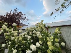 -Jo's Garden
