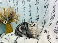 -爱洗澡的猫(望京店)
