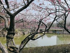 -红梅公园